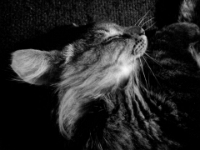 Hemes  The Cat20100518 0062